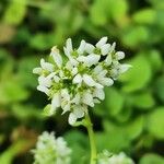 Cochlearia officinalis Flower