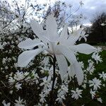 Magnolia stellata Blodyn