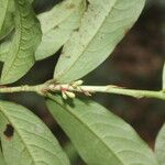 Erythroxylum macrophyllum Feuille