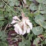 Trifolium repens Blomst