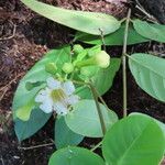 Ferdinandusa panamensis Flor