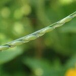 Urochloa distachyos Flower