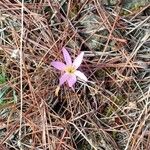 Colchicum filifoliumFlower