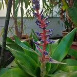 Aechmea fendleri 花