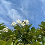 Plumeria alba Fleur