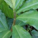 Costus spiralis Leaf
