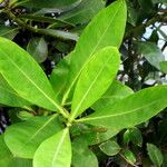 Acanthus ilicifolius Leaf