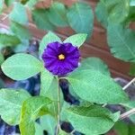 Solanum laciniatum Кветка