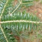 Abies nebrodensis Alia