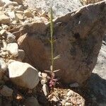 Crucianella latifolia Other