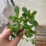 Portulaca oleraceaЛіст