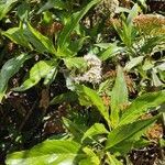 Baccharis latifolia Flower