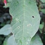 Fuchsia boliviana Folio