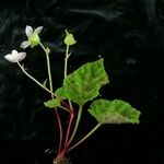 Begonia picta Агульны выгляд