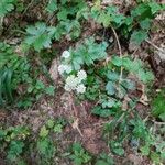 Astrantia majorFlower