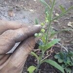 Cynoglossum lanceolatumBlüte