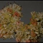 Eriogonum pyrolifolium Květ
