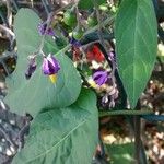 Solanum dulcamara Květ