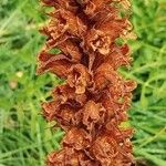 Orobanche elatior Vrucht