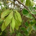 Haematoxylum campechianum Frucht