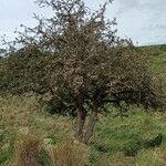 Pyrus spinosa Plante entière