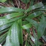 Setaria palmifolia Folio