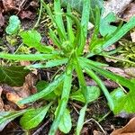 Ranunculus auricomus Leaf