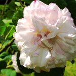 Rosa × centifolia 花
