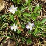 Viola bicolor Flors