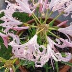 Nerine undulata Flower