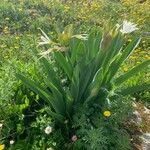 Pancratium illyricum Levél