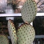 Opuntia rufida Blad