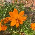 Cosmos caudatusFlower