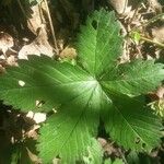 Potentilla simplex Feuille