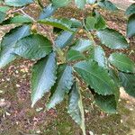 Fagus grandifolia Feuille