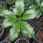 Amorphophallus paeoniifolius Levél