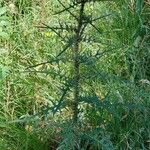 Cirsium palustre Habit