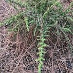 Dysphania multifida Hoja