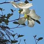 Cornus nuttallii Flor
