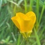 Ranunculus bulbosus Květ