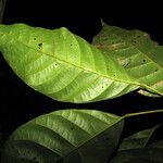 Sloanea latifolia Листок