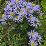 Symphyotrichum puniceum 花