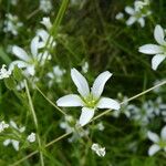 Minuartia villarii Flower