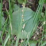 Carex divulsa 果實