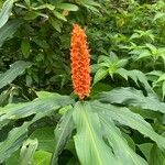 Hedychium densiflorum Květ