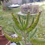 Kalanchoe daigremontiana Blad