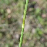 Carex depressa Bark