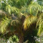 Elaeis guineensis Habit