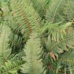 Polystichum setiferum Φύλλο