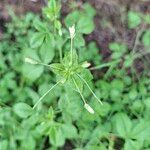 Cleome aculeata Çiçek